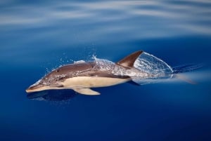 Marbella: Dolphin Watching Boat Tour