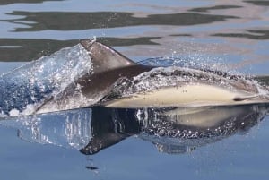 Marbella: Dolphin Watching Boat Tour
