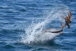 Marbella: Dolphin Watching Boat Tour