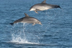 Marbella: Dolphin Watching Boat Tour