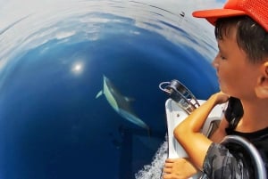Marbella: Dolphin Watching Boat Tour