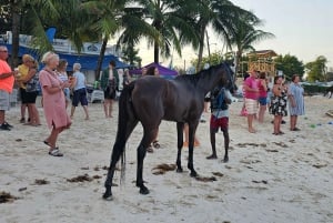 Pebbles Beach Barbados: Tour with race horses on the beach