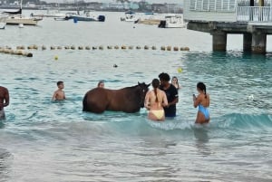 Pebbles Beach Barbados: Tour with race horses on the beach