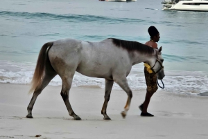 Pebbles Beach Barbados: Tour with race horses on the beach