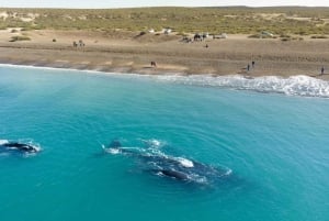 Puerto Madryn: Halvdagstur med hvalsafari i El Doradillo