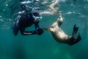 PUERTO MADRYN , SNORKLING MED SJØLØVER