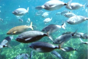 Róże: Wycieczka katamaranem na Costa Brava z podwodnymi widokami