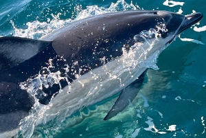 Sesimbra: Delfinsafari med biolog i marineparken