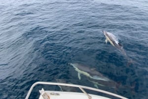 Sesimbra: Delfinsafari med biolog i marineparken