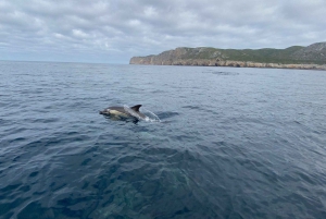Sesimbra: Delfinsafari med biolog i marineparken