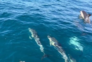 Sesimbra: Delfinsafari med biolog i marineparken