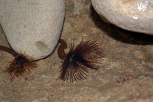 The Animal Flower Cave