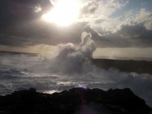The Animal Flower Cave