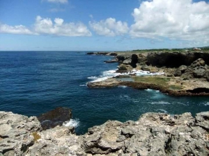 The Animal Flower Cave