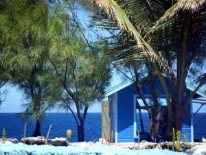 The Animal Flower Cave