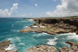 The Animal Flower Cave