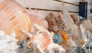 Shopping In Barbados