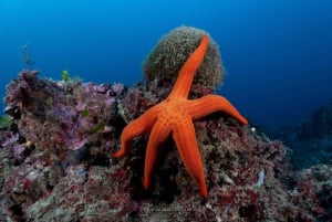 Tossa de Mar: PADI Discovery Scuba Diving in Costa Brava