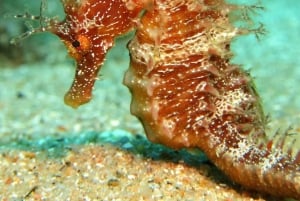 Tossa de Mar: PADI Discovery Scuba Diving in Costa Brava