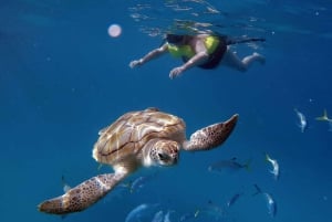 Barbados: Turtles & Shipwrecks Small-Group Snorkel Catamaran