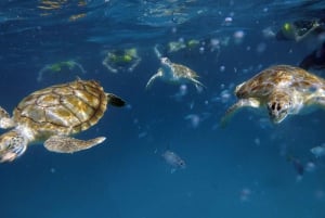 Barbados: Turtles & Shipwrecks Small-Group Snorkel Catamaran