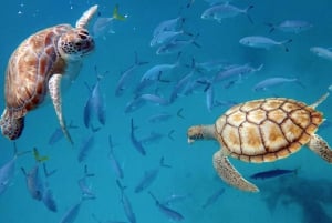 Barbados: Turtles & Shipwrecks Small-Group Snorkel Catamaran