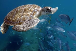 Barbados: Turtles & Shipwrecks Small-Group Snorkel Catamaran