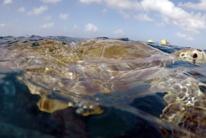 Barbados: Turtles & Shipwrecks Small-Group Snorkel Catamaran