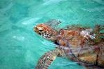 Barbados Museum's Turtle Walk, Richard Haynes Boardwalk - July