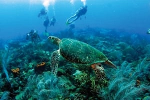 Barbados offers a unique scuba diving experience