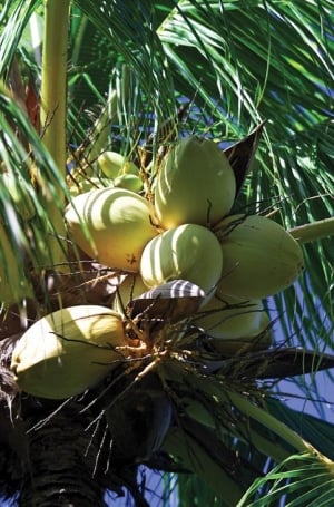 Coconuts on the tree