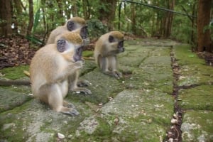 Hear no evil, See no evil, Speak no evil