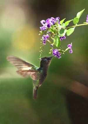 Nature in Barbados- a hummingbird feeding