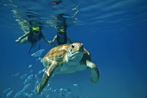 Swimming with sea turtles