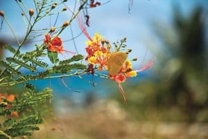 The National Flower, 'Pride of Barbados'