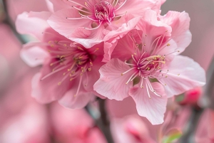 Formentera: passeio a cavalo privado com recolha na praia