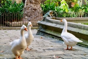 Barcelona: Inngangsbillett til katedralen i Barcelona