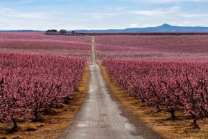 Barcelona: Cherry Blossoms in Aitona & Lunch Tour