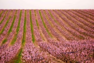 Barcelona: Cherry Blossoms in Aitona & Lunch Tour