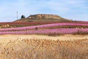 Barcelona: Cherry Blossoms in Aitona & Lunch Tour
