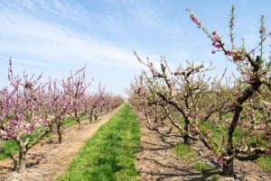 Barcelona: Cherry Blossoms in Aitona & Lunch Tour