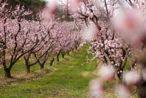 Barcelona: Cherry Blossoms in Aitona & Lunch Tour