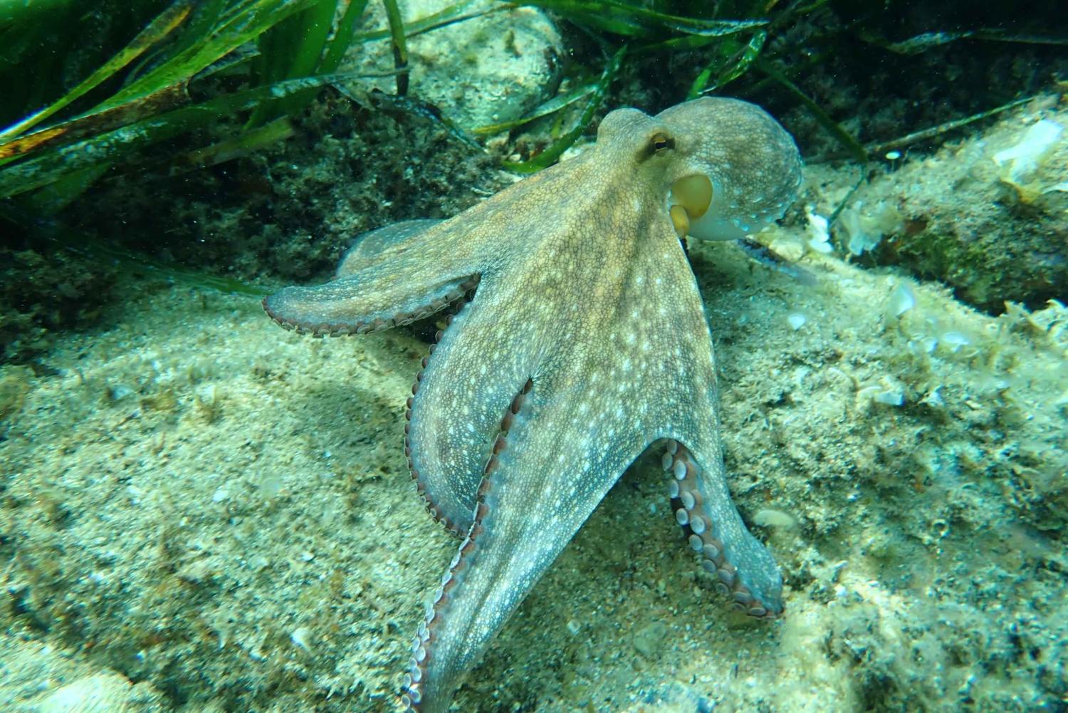 Barcelona: Costa Brava Kayak, Snorkel & Cliff Jump & Lunch