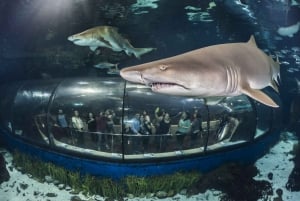 Barcelona: Hop-On/Hop-Off Bus & Aquarium-Tour