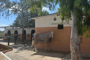 Barcelona: Horseback Ride + Picnic for Beginners or Experts