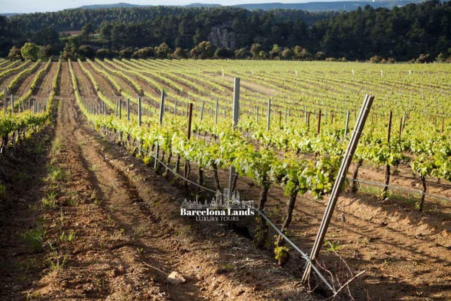 Barcelona: Luksustur til Priorat, vinsmagning og frokost