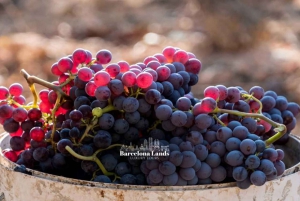 Barcelona: Luksustur til Priorat, vinsmagning og frokost