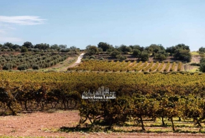 Barcelona: Luksustur til Priorat, vinsmagning og frokost