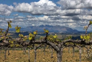 Fra Barcelona: Montserrat frokost og vinsmagning i vingården