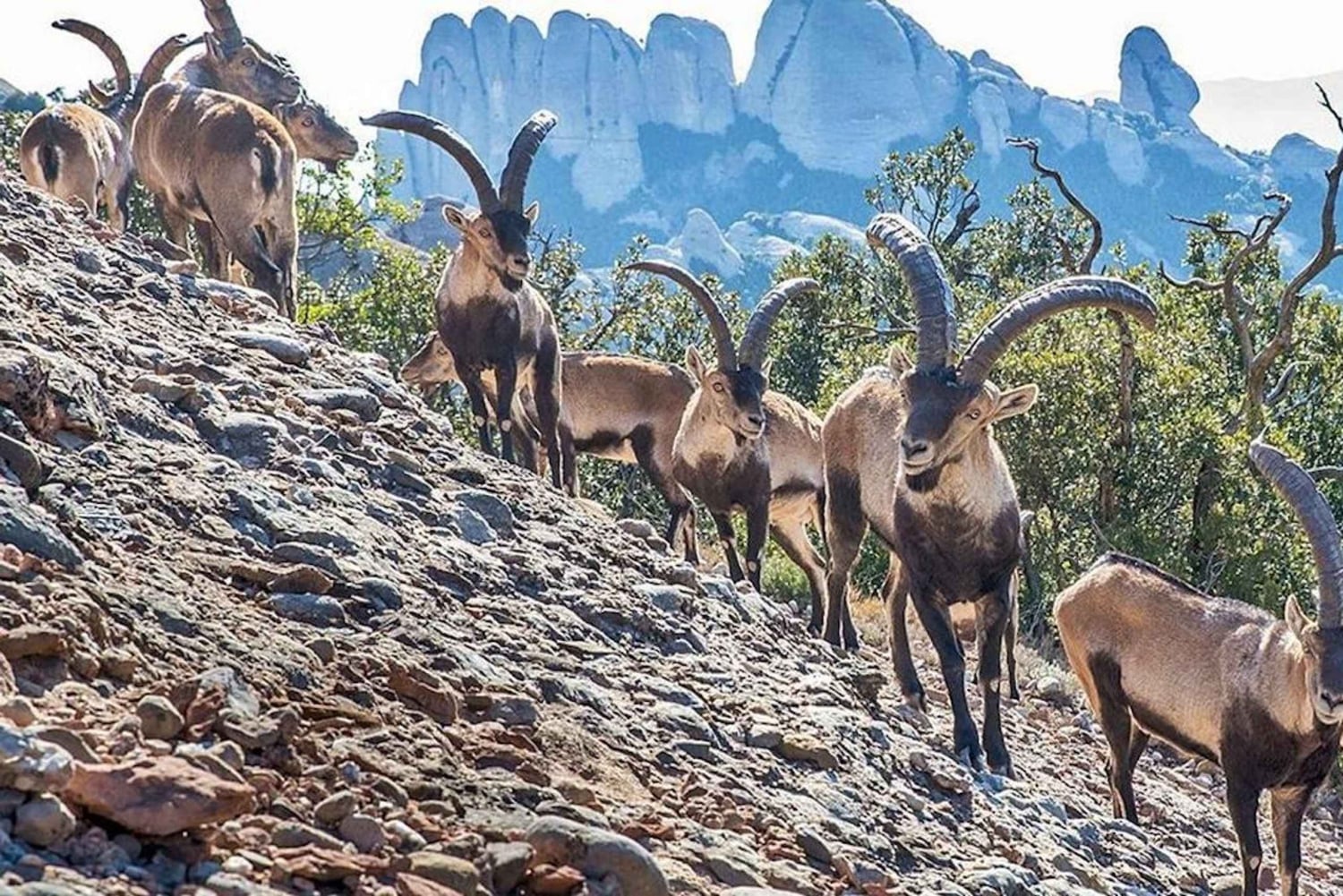 Barcelona: Dagsudflugt til Montserrat-klosteret og naturparken